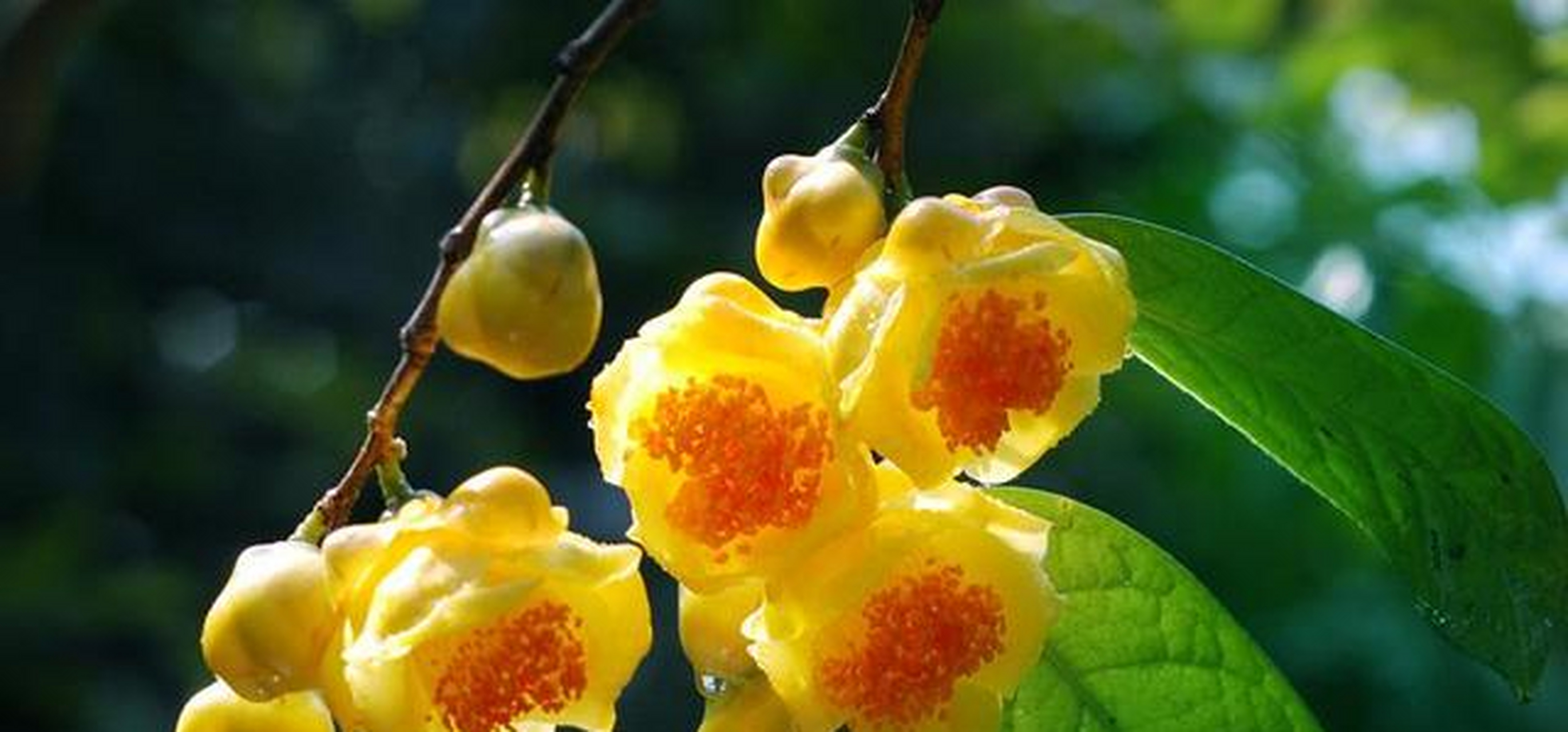 茶花的品种和价格