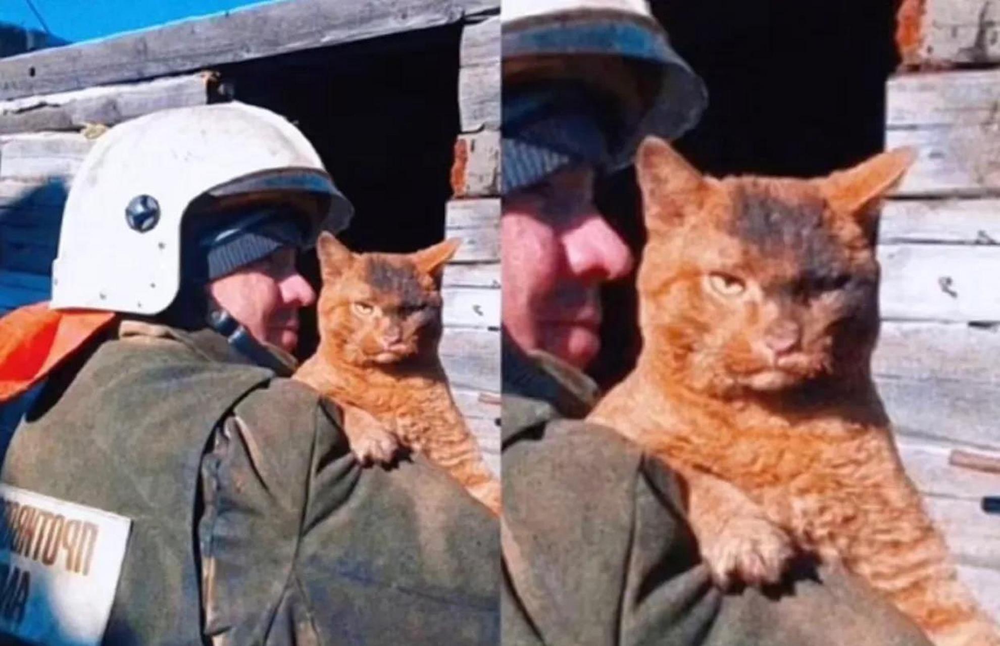 一只被消防员从大火中救出的俄罗斯大橘猫 猫:wo一定要找出是谁放的火
