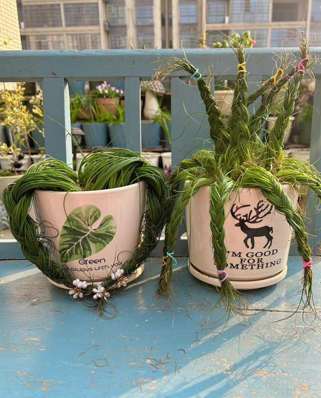 给妈妈种的盆栽梳个头发