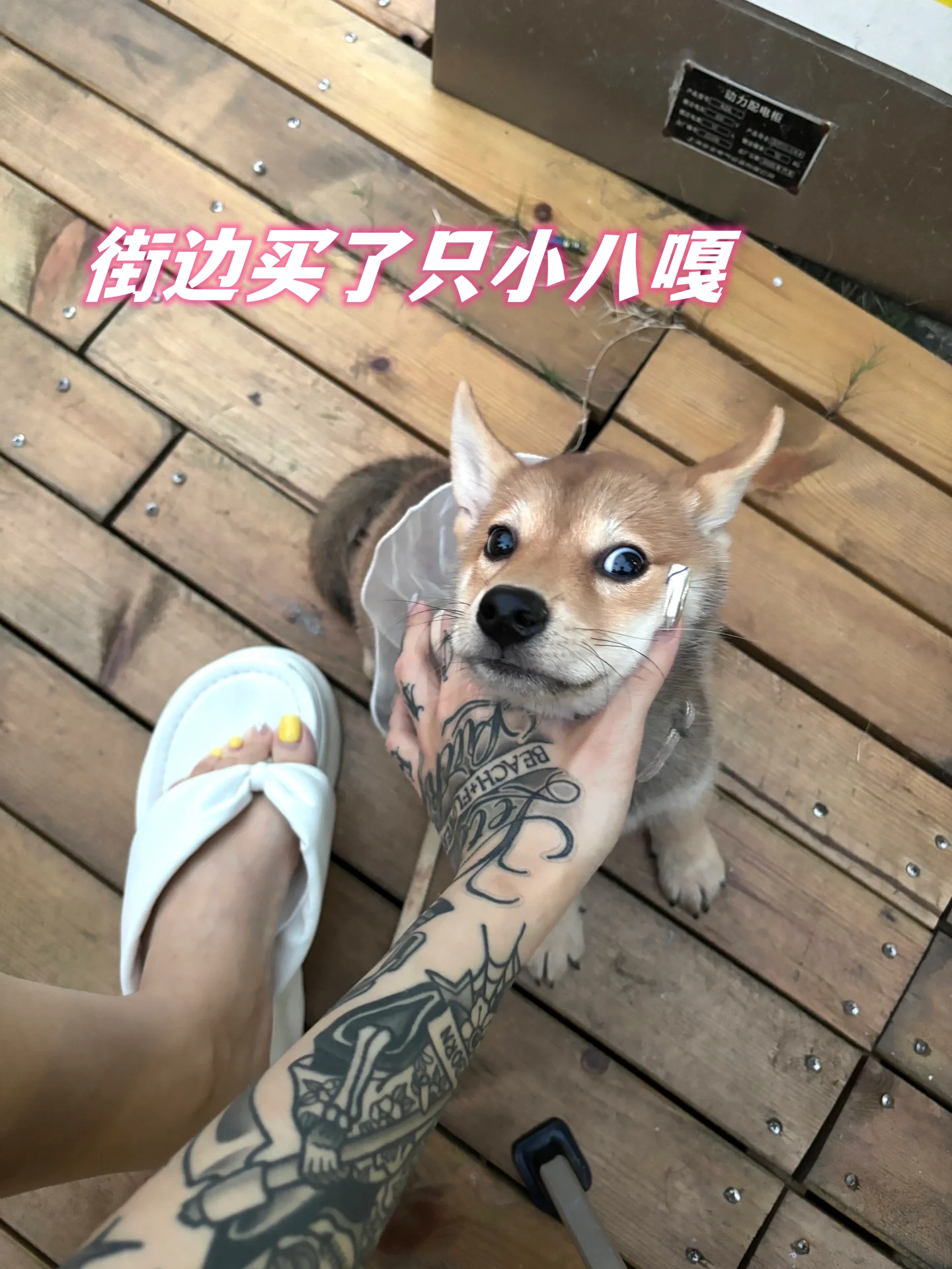 街边买了只小八嘎