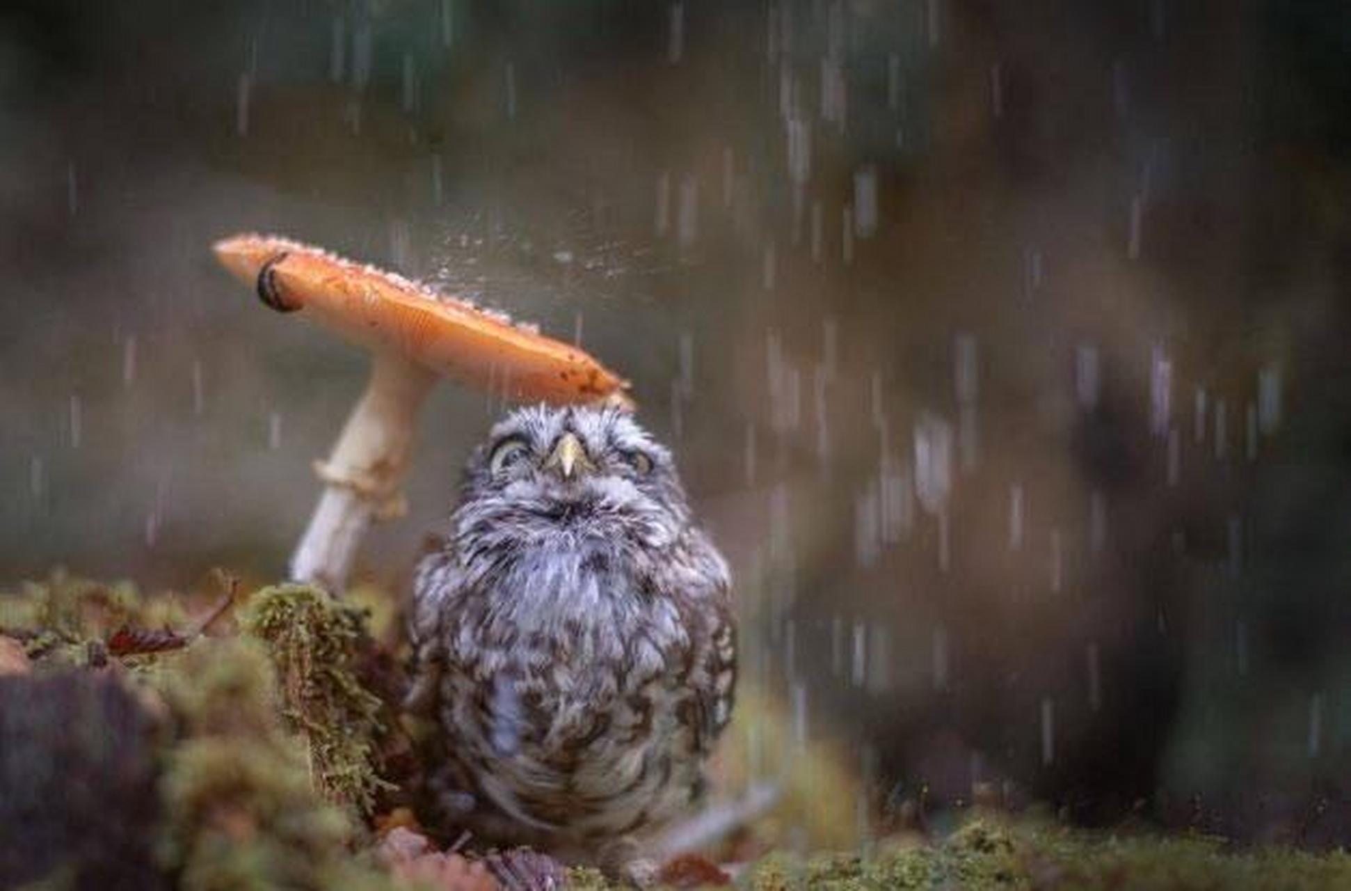 摄影师拍下在蘑菇下避雨的小猫头鹰 676767