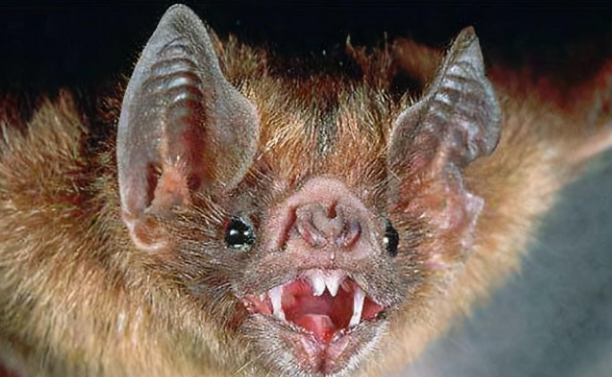 吸血蝙蝠的鼻子上有一种可以感知远处温度的红外传感器.