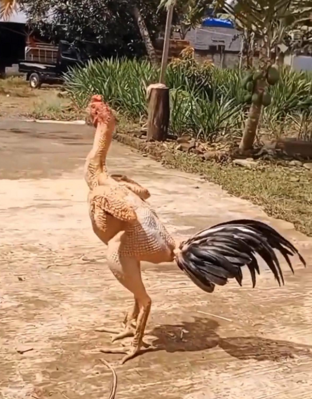 这是只"斗鸡"吧?毛都斗没了!去掉尾巴直接就能下锅啦.