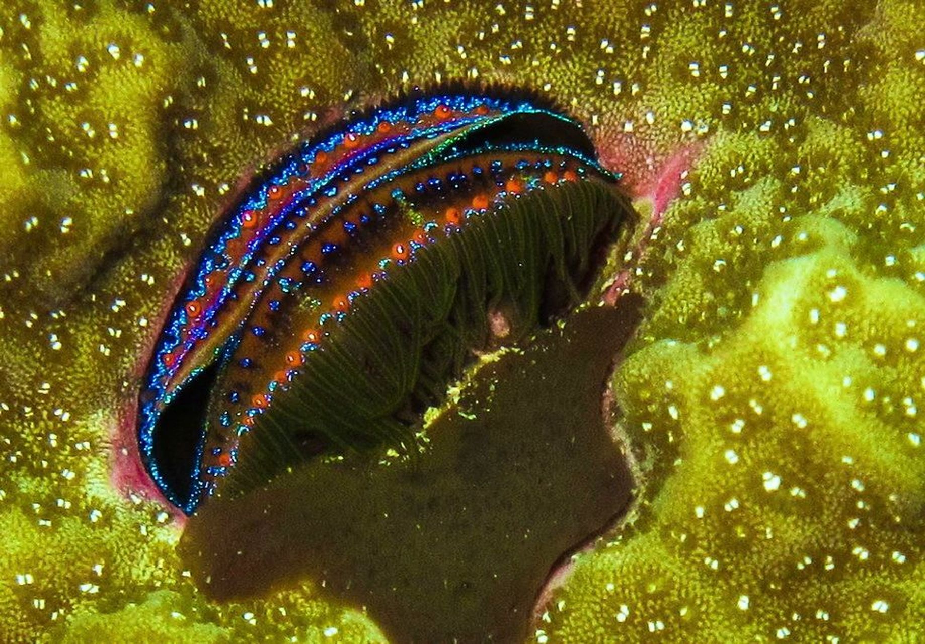 学名:pedum spondyloideum  96 别名:拟海菊足扇贝,珊瑚扇贝,彩虹蛤