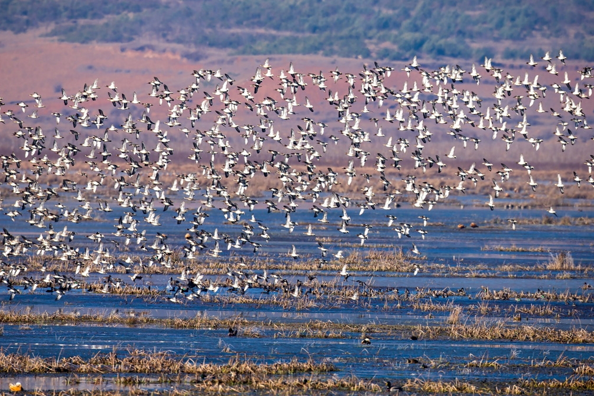 乐安湿地,位于布拖县的西溪河片区乐安乡,是四川省内少有的成片湿地