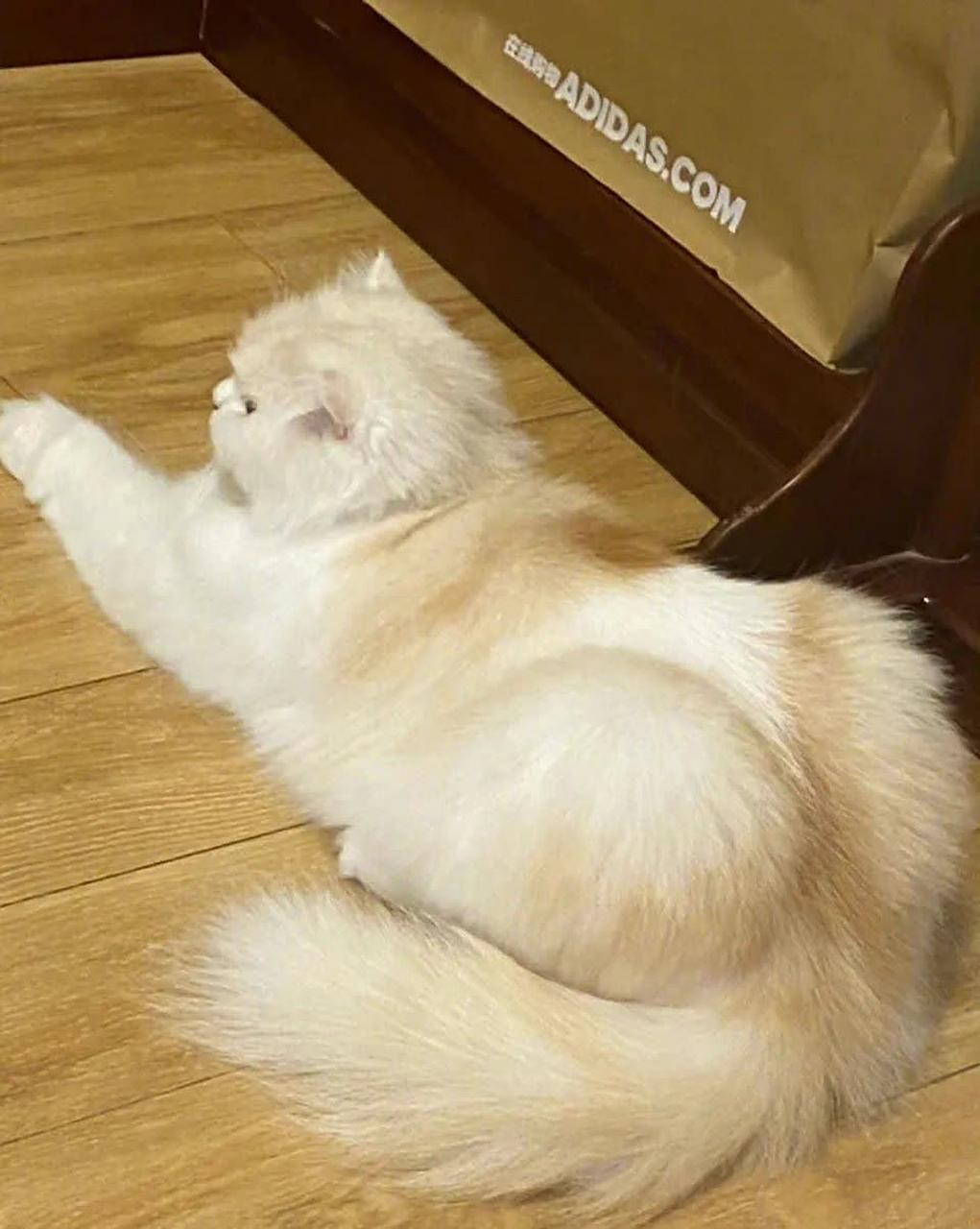 说实话,我还是第一次看到猫这样的背影![二哈]