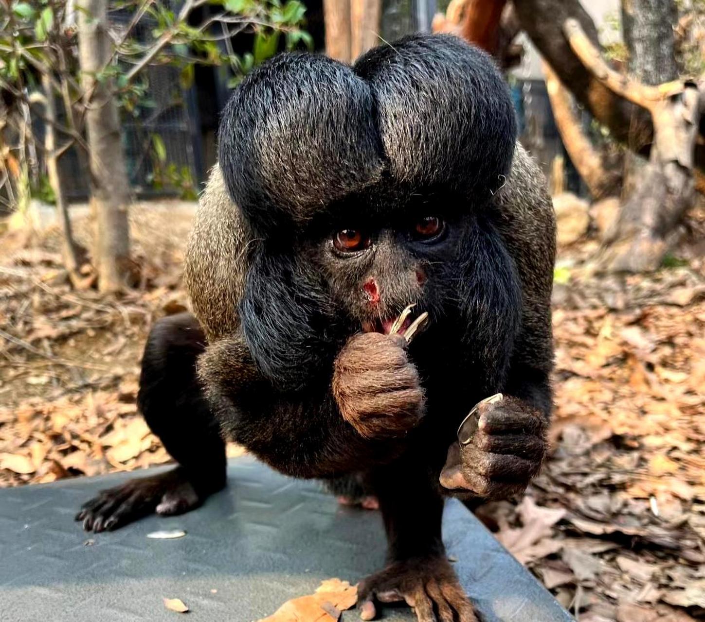 现在猴子都流行五五分发型,可我还是一头平头.
