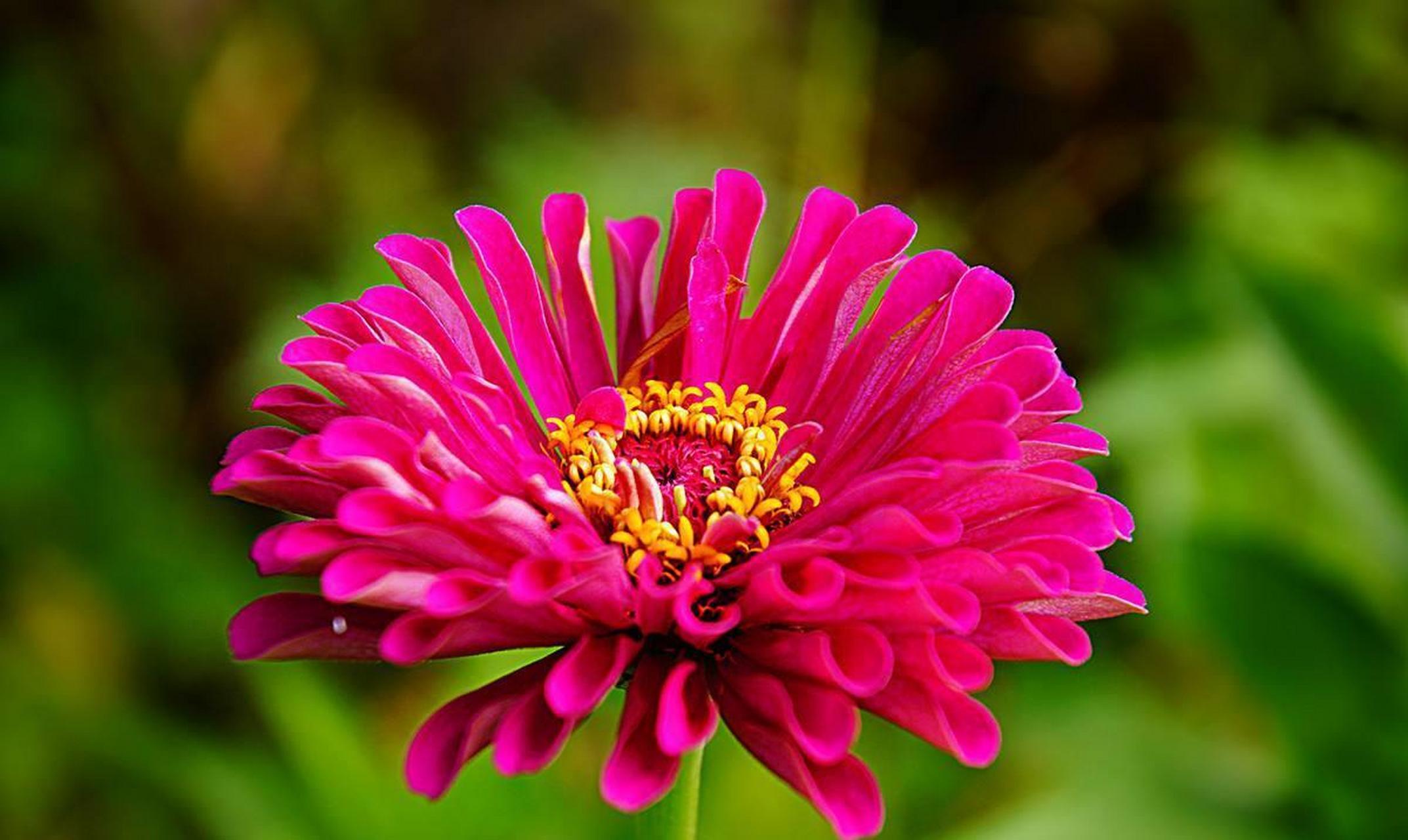 适合 播种的花——百日菊: 百日菊也叫百日草,步步高,花语寓意向阳而