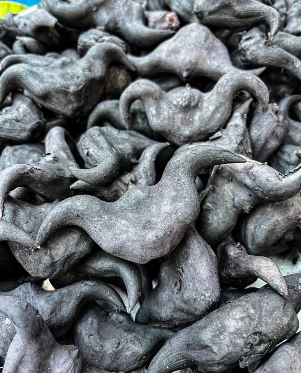 菱角是菱科菱属一年生草本水生植物, 一般栽种于温带气候的湿泥地中