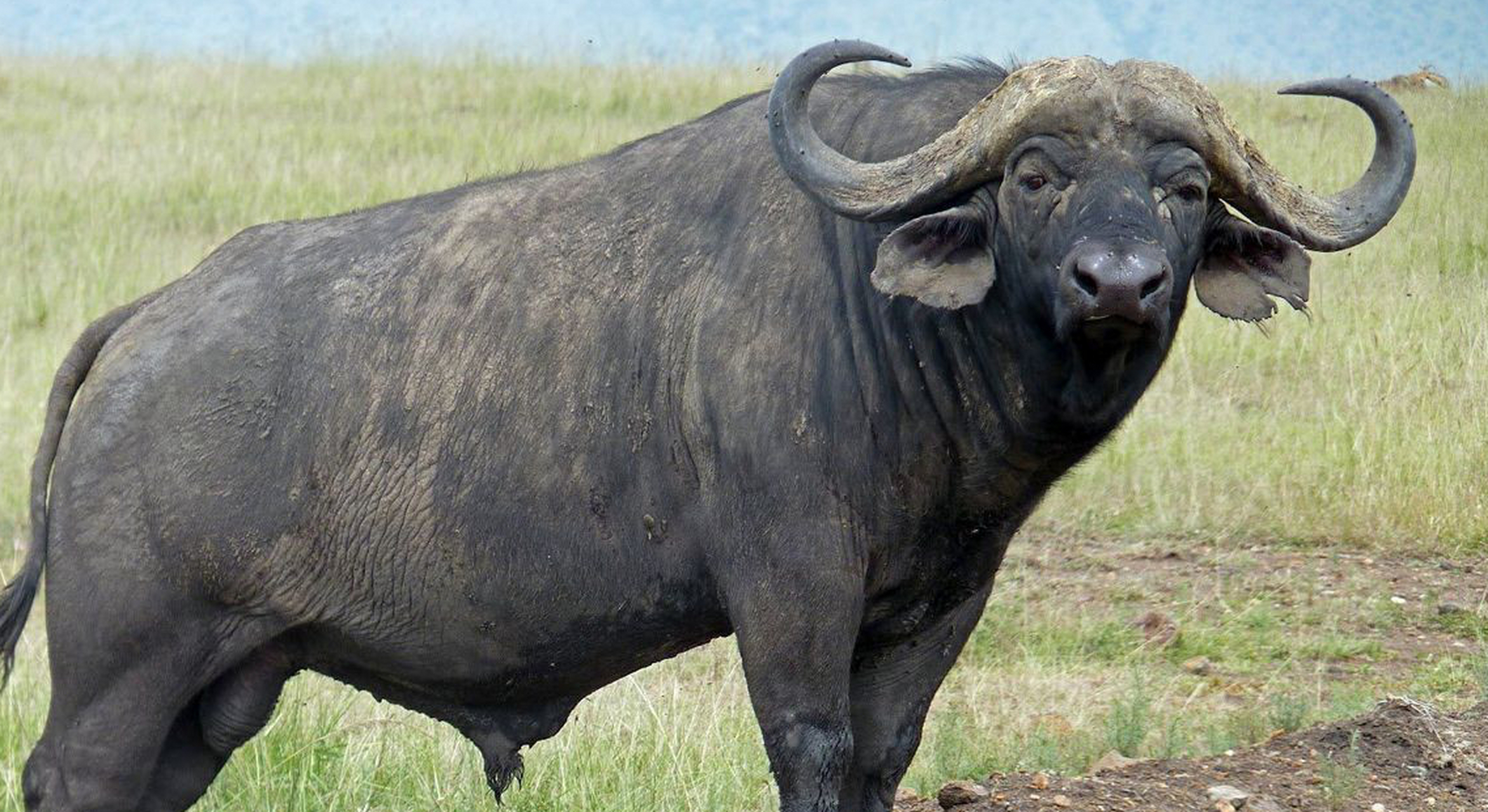 地球上最凶猛的动物 野牛(非洲水牛当代表)非洲水牛也称非洲野牛,是