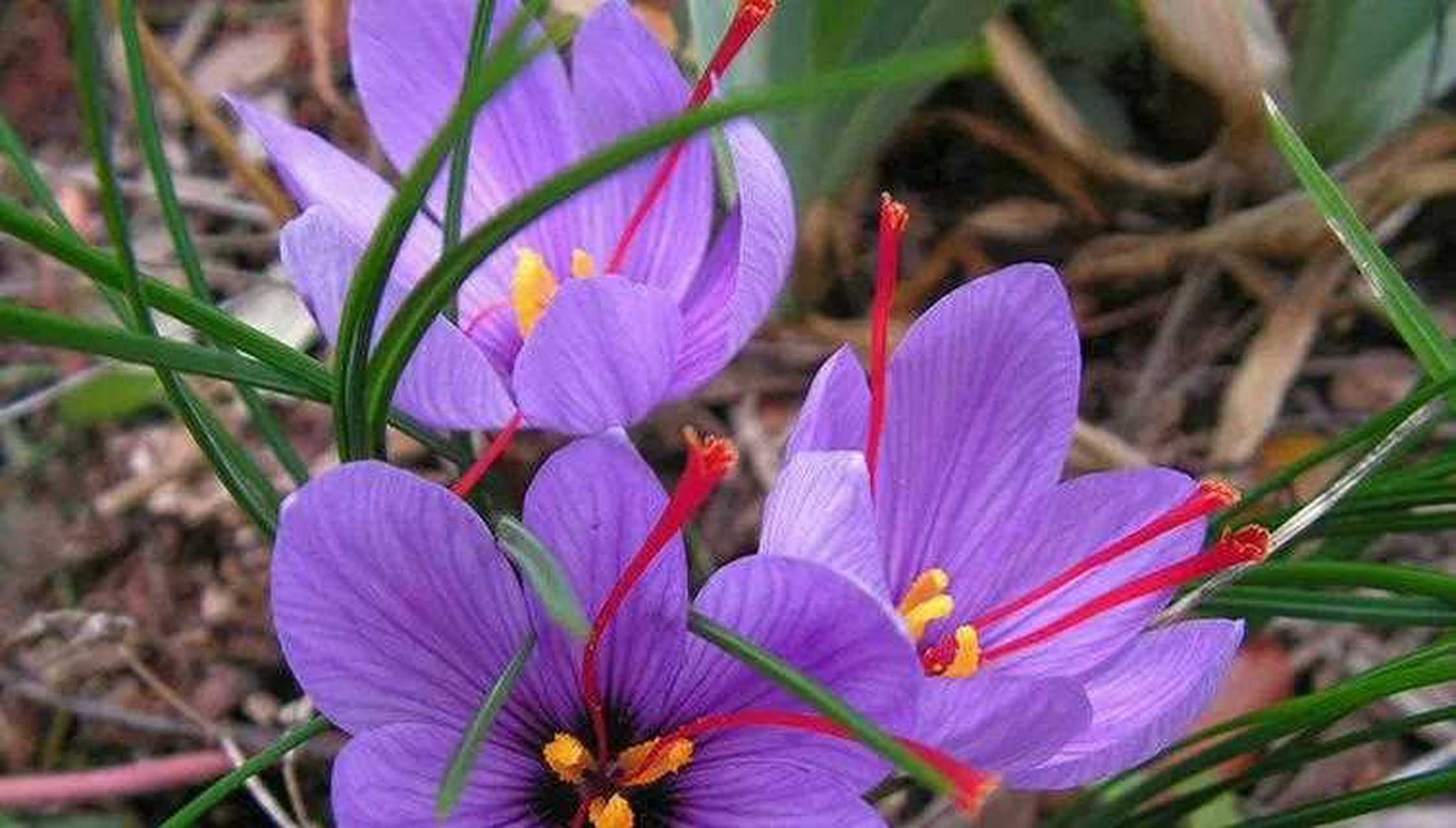 番红花又叫藏红花 ,属于鸢尾花科番红花属.