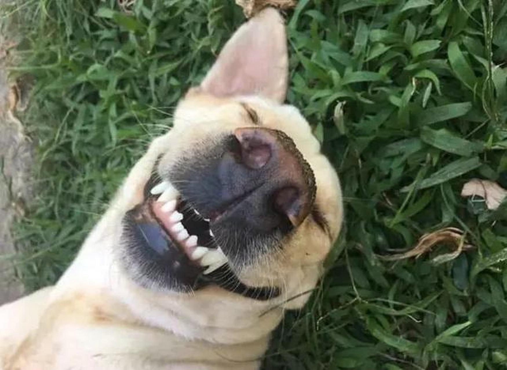 趣图搞笑# #搞笑萌宠# #狗狗