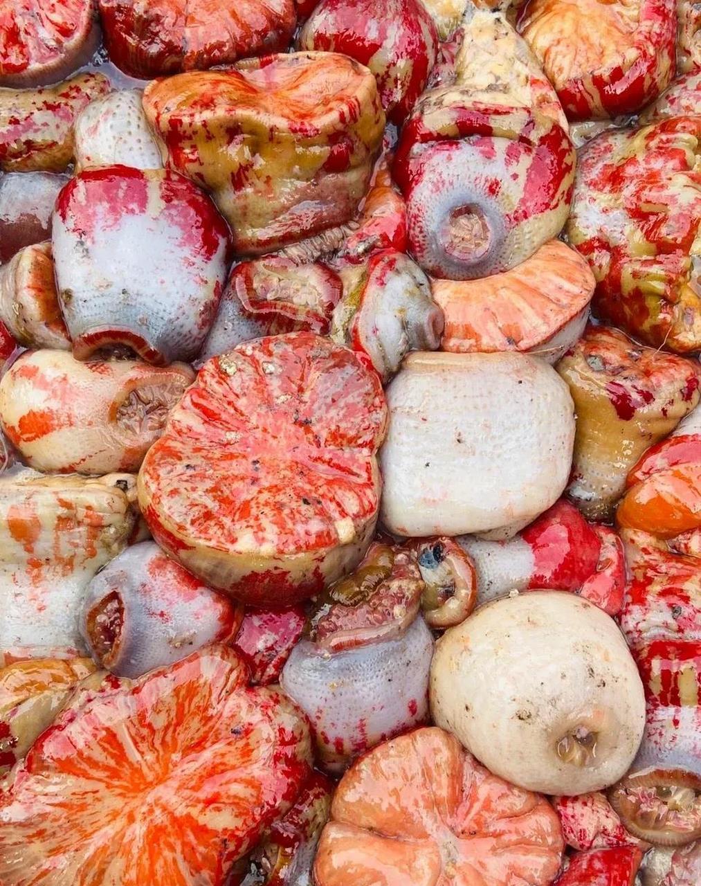 1,在水中加入盐,不停的揉搓海葵