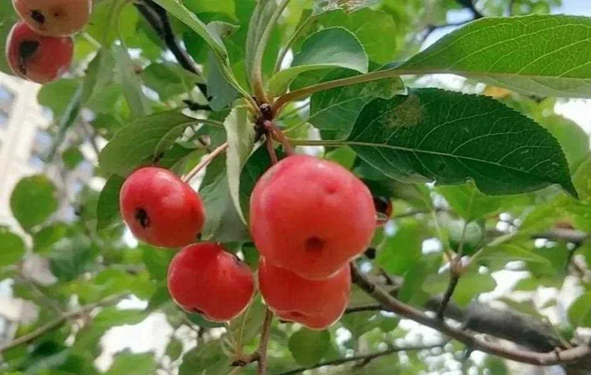 处暑过后天气转凉,东北的沙果,也叫太平果,由黄变红,开始成熟.