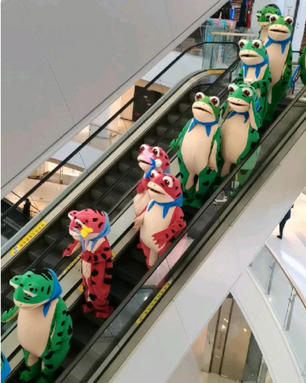 偶遇网红青蛙,这青蛙也太可爱了吧!