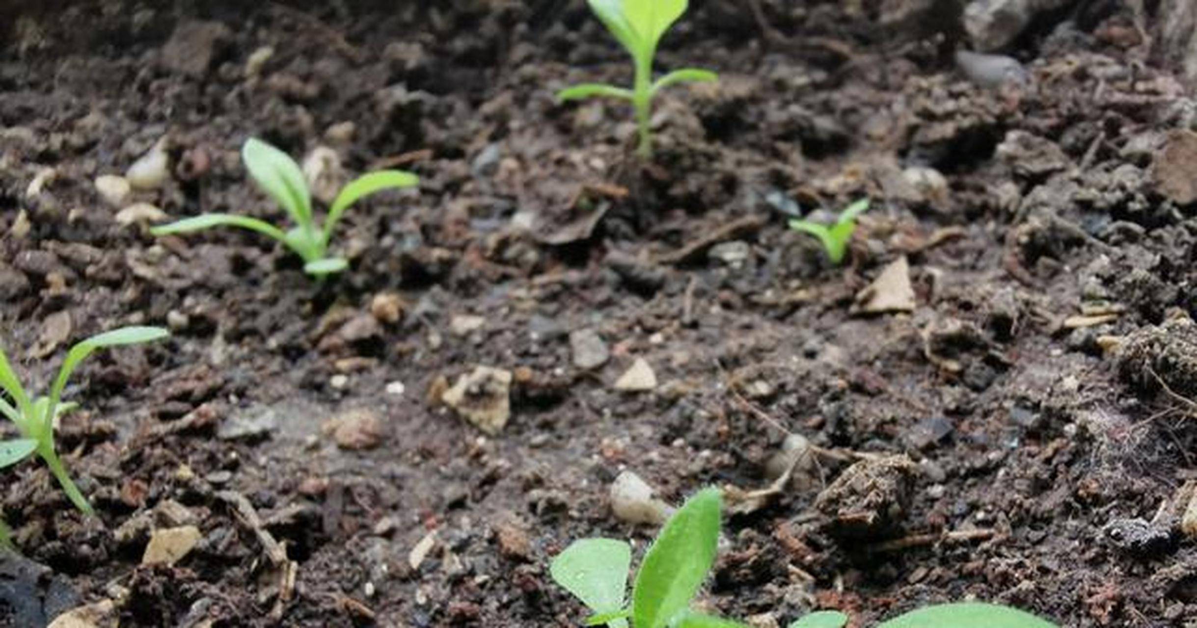 "麦秆菊",为菊科,蜡菊属草本花卉,也叫蜡菊,脆菊,麦藁菊等.