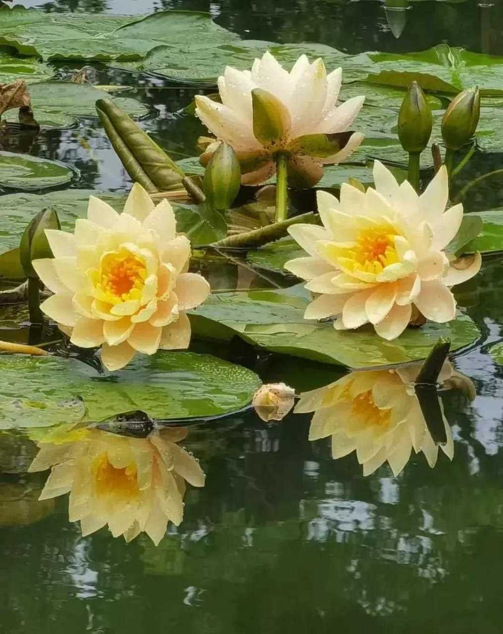 睡莲是印度的国花,意寓生命可以轮回,而古埃及把它视作神圣之花,太阳