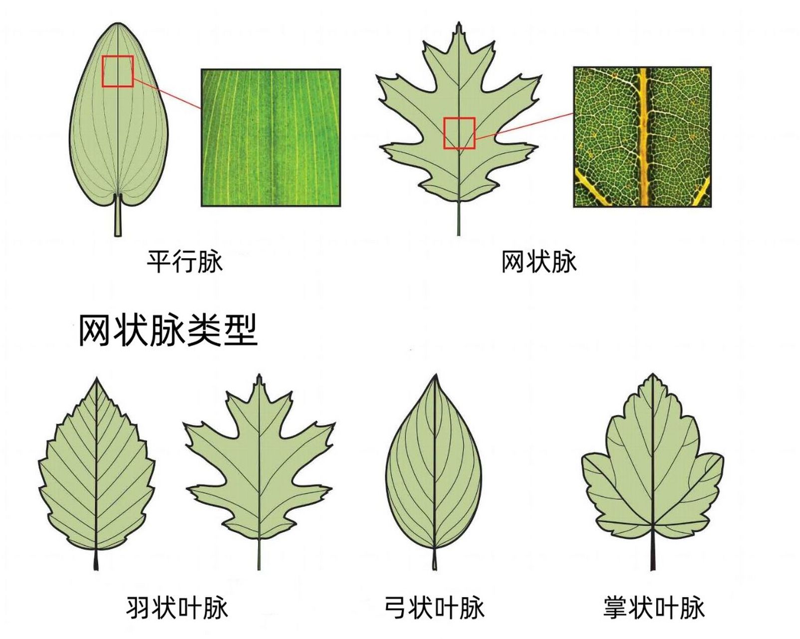 1|神奇的叶子 叶子分类:单叶