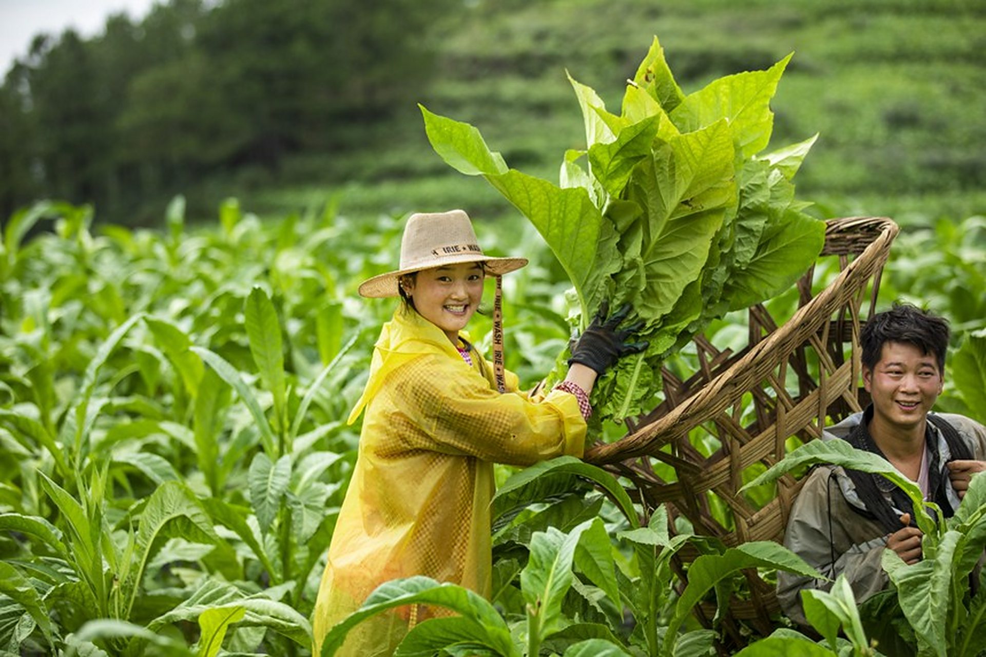 【贵州好"丰"景】烟叶成熟开烤季,烟农采收烘烤忙.