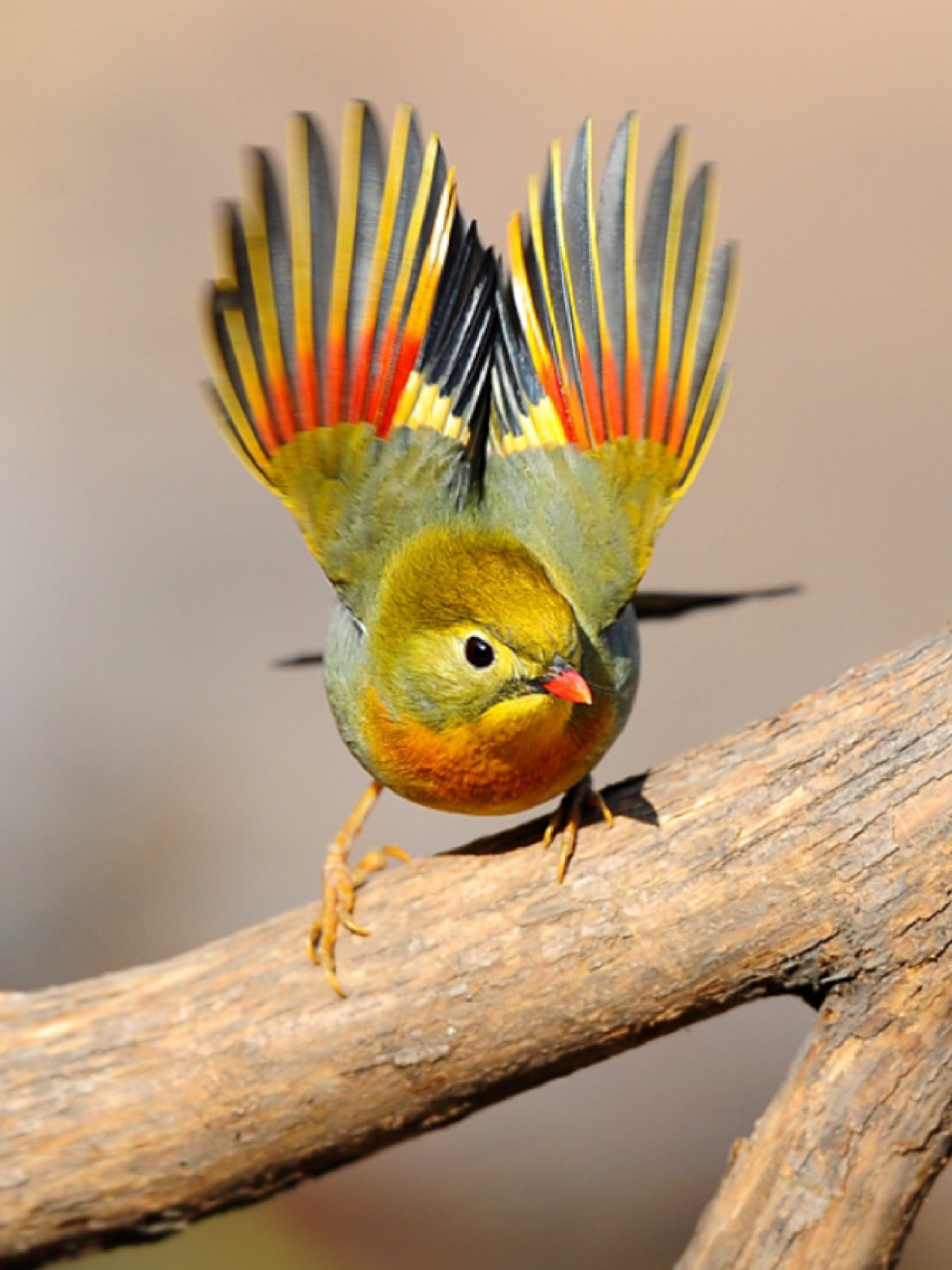 每天陪孩子一起瞧动物 名称:红嘴相思鸟(leiothrix lutea) 简介:该鸟