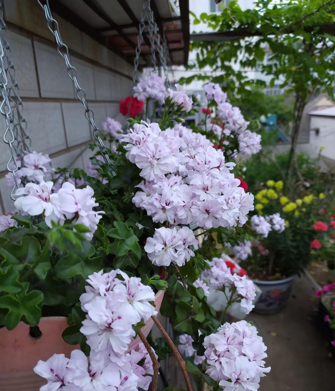 喜欢天竺葵的朋友,可以养一盆"吉普赛女郎",一款非常优秀的垂吊天竺葵