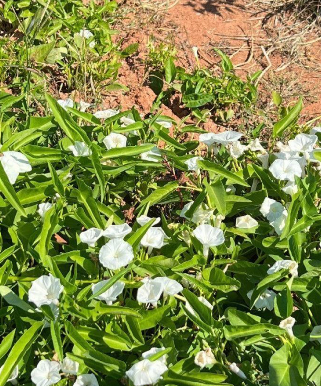 瞧!空心菜开花了耶