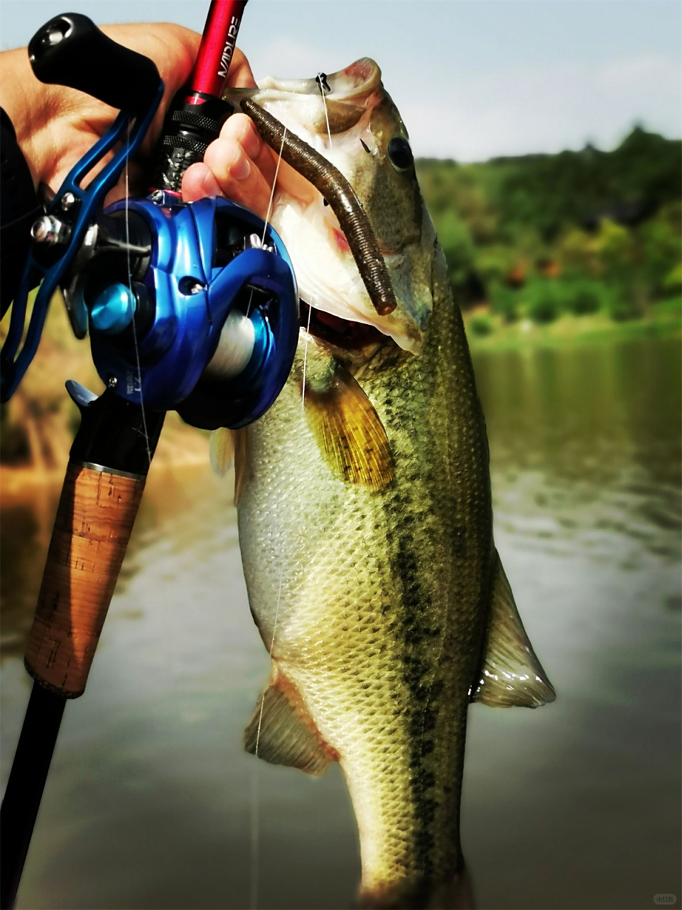 野化鲈鱼的快乐  成都国际舟钓路亚基地野化大鲈鱼 拉力爆表,皮色漂亮