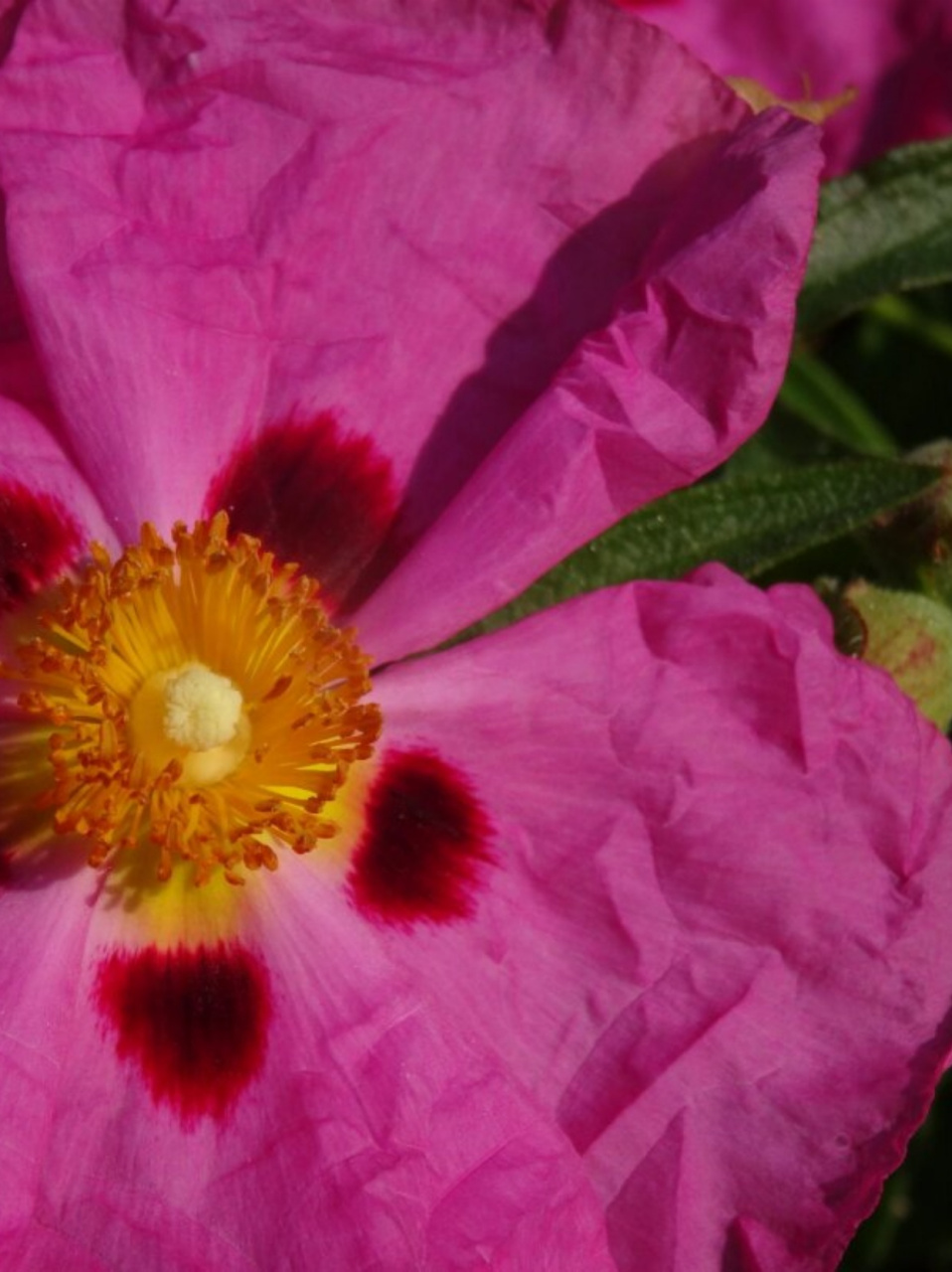 长得柔柔弱弱没想到是个纵火犯  岩蔷薇的花语是"拒绝"和"敏感",这