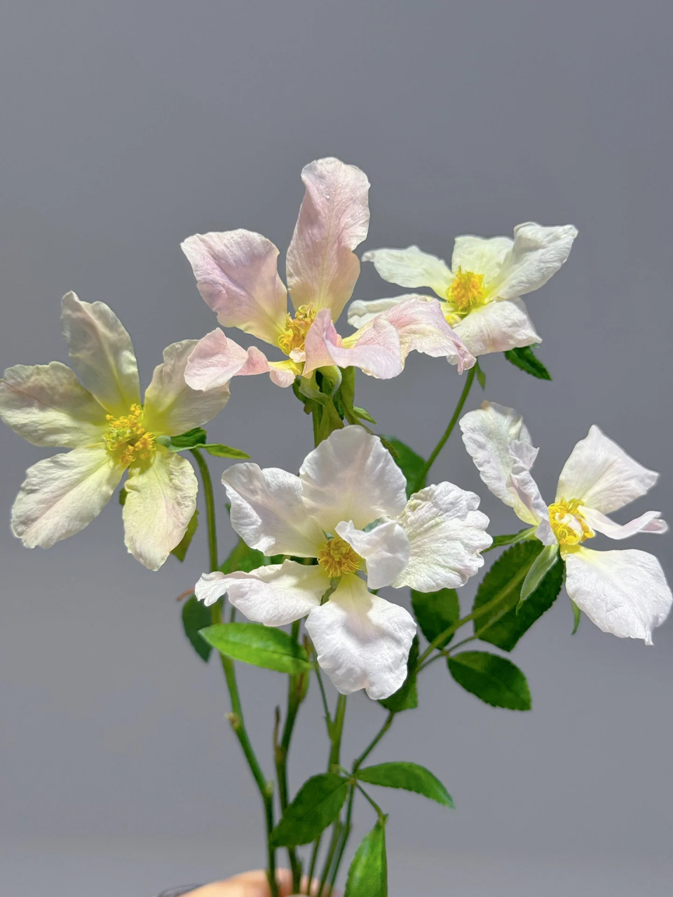 单瓣月季的仙气劲儿真是无与伦比!