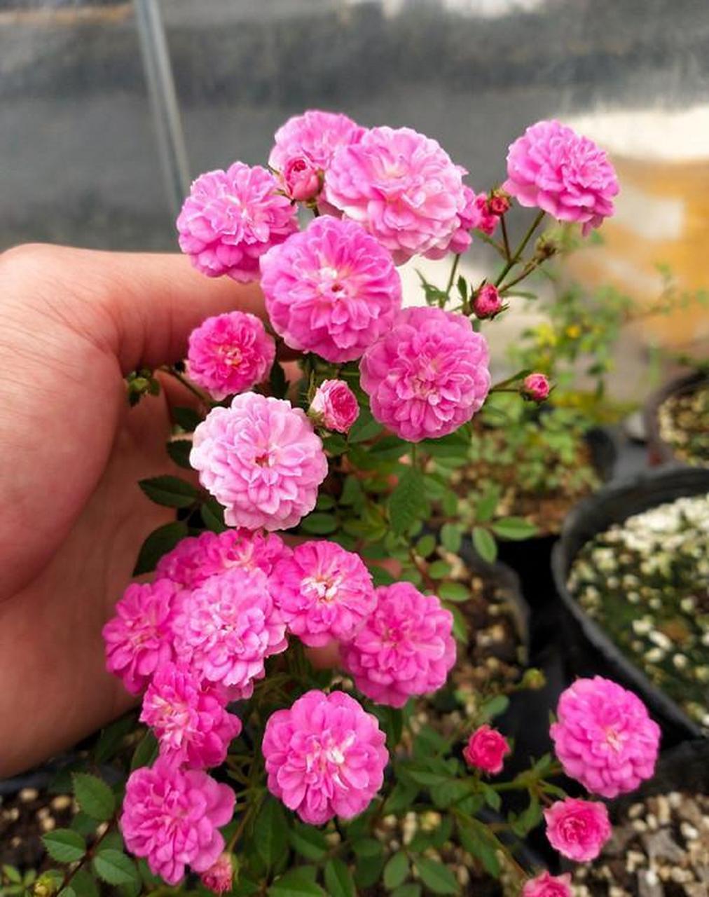 粉妍,世界上最小的两种月季花之一,植株低矮进出,高只有20-30公分