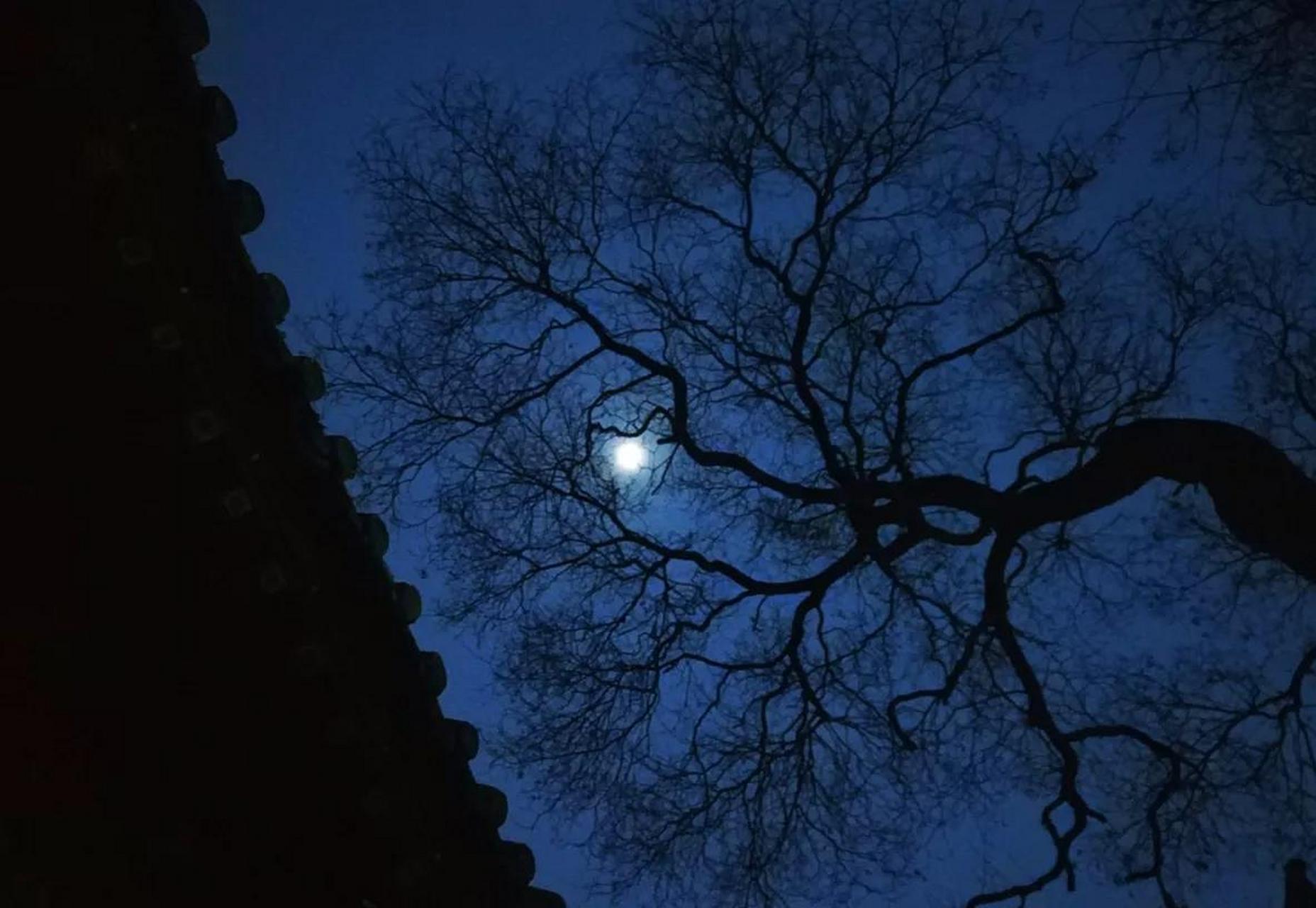 夜黑风高,围墙下,几个孩子正准备翻过墙去偷芒果.