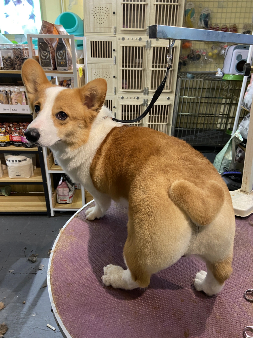 摸起来简直不想放手有木有 柯基日常 可可爱爱有人爱 #柯基的爱心屁屁