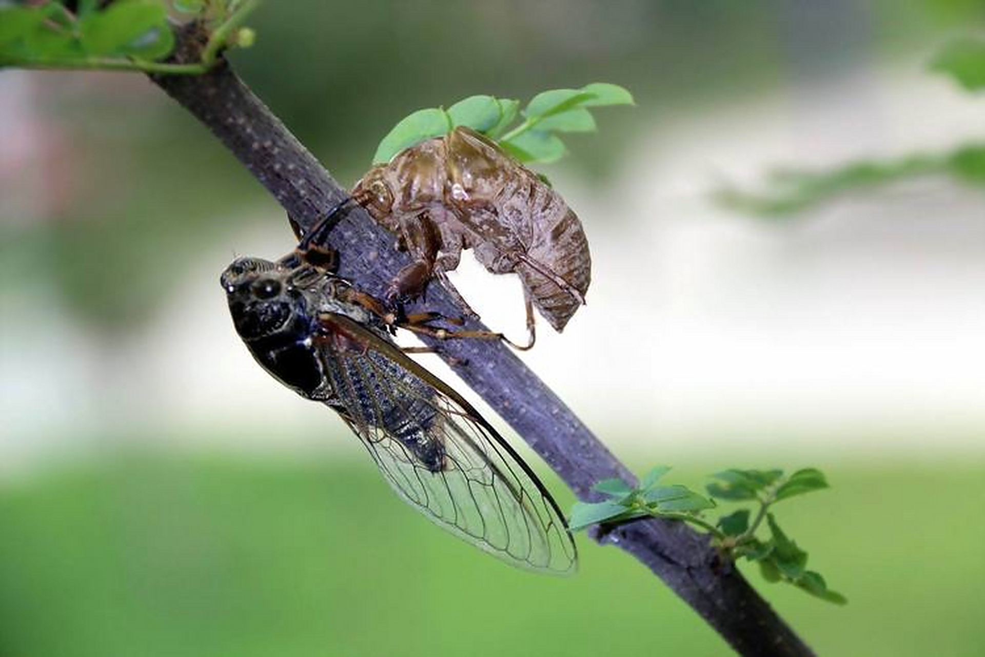 《蝉鸣》 夏日枝头蝉声起, 炎热烘焙大地间.
