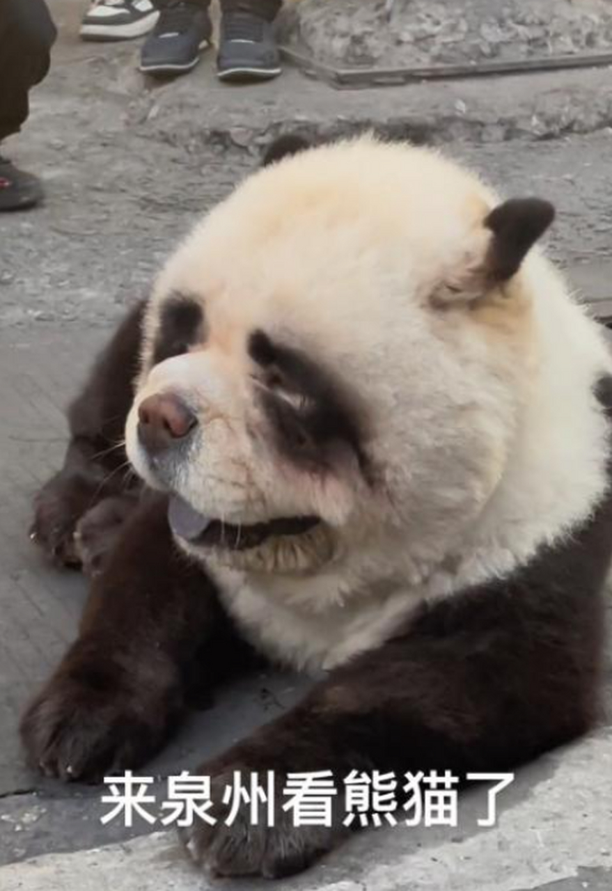 这熊猫为什么老吐舌头