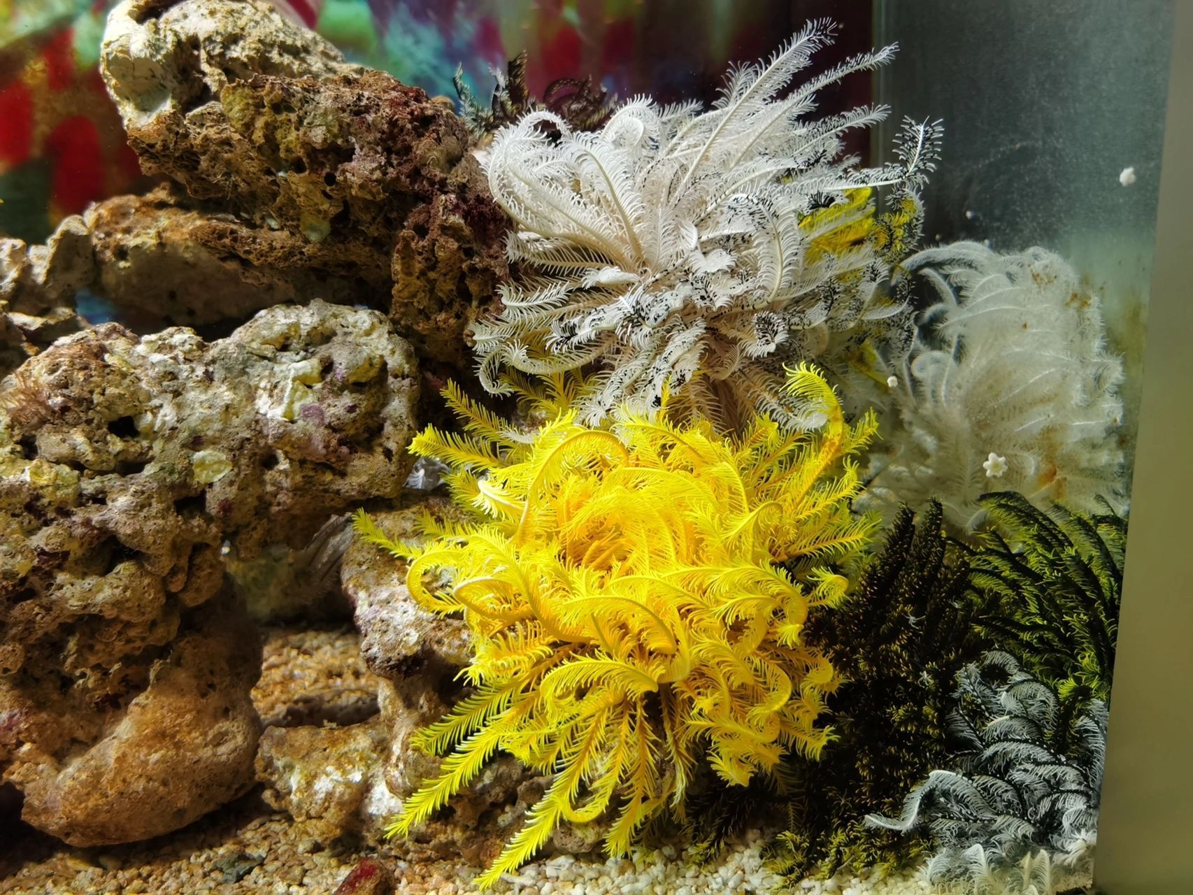 海洋生物-海百合 94始见于早寒武纪世的棘皮动物 99 生活于海里