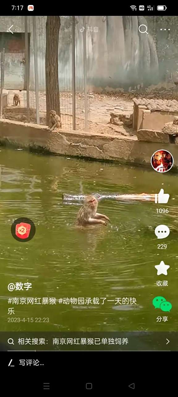 网红猴子抖音=抖音最近很火的猴子