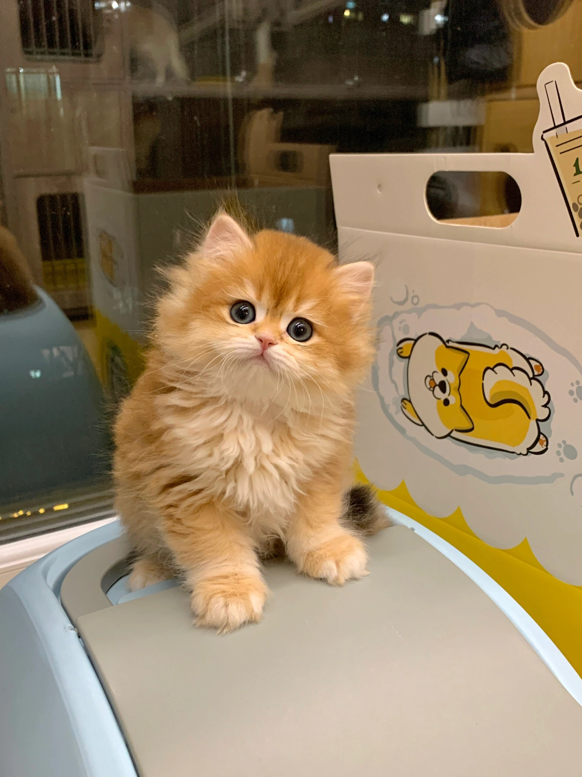 小金渐层猫咪的幼崽那双眼神实在是太迷人了.