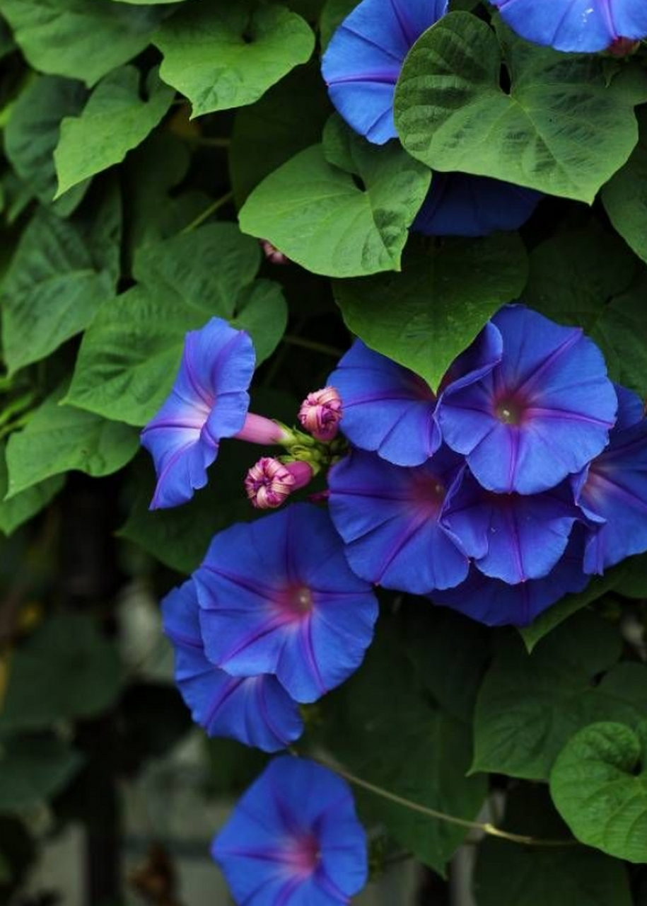 美国宿根牵牛花,没有种子,多年生,一年就能爬满墙,整出个蓝色花墙,主