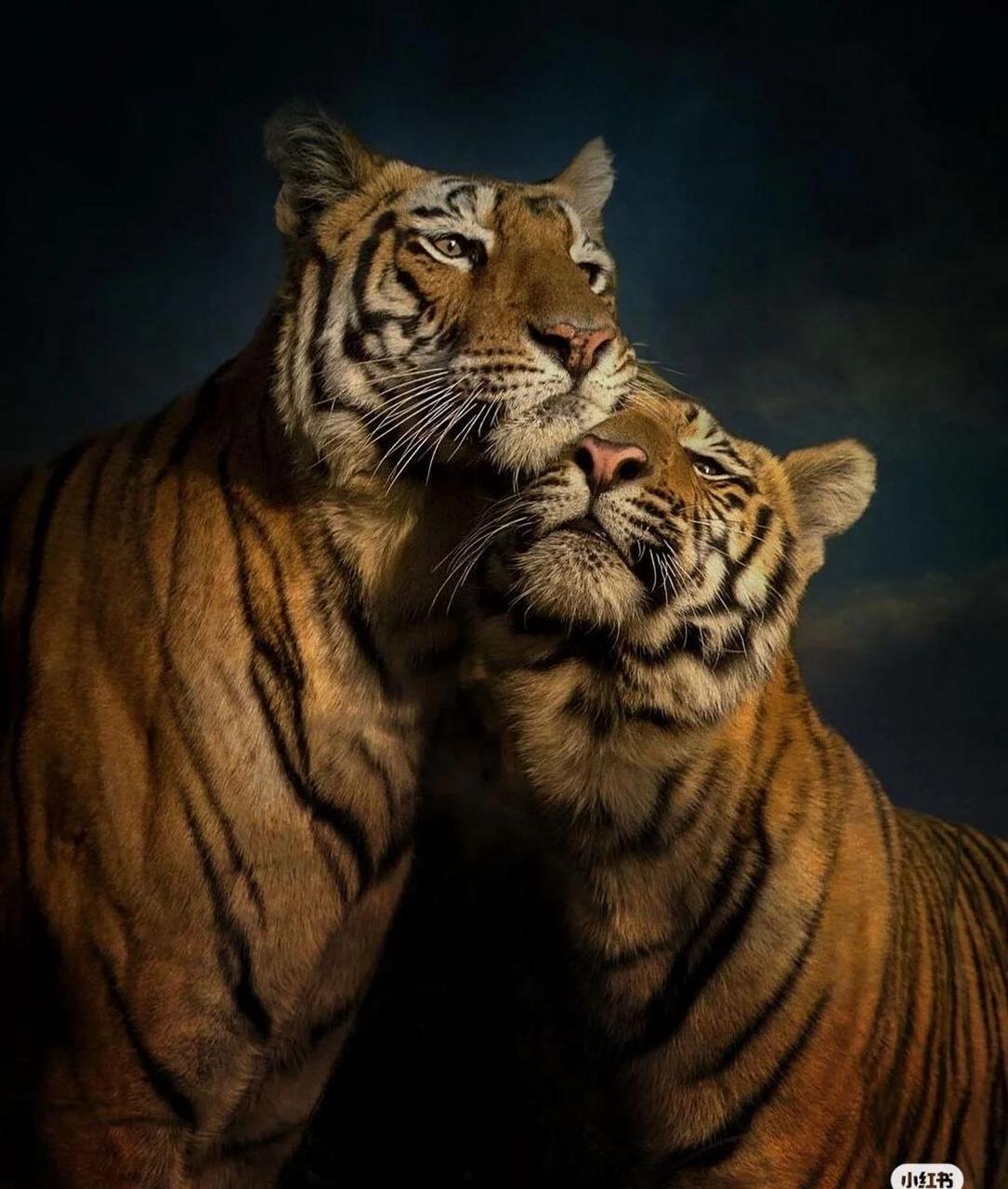 一山不容二虎,除非一公一母