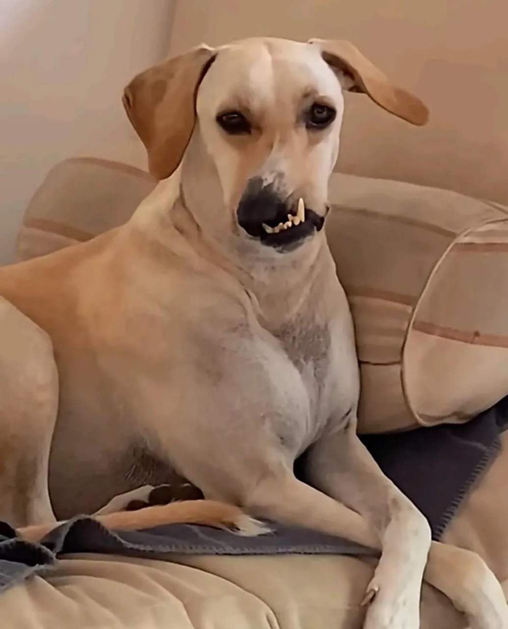 狗子也有自己的烦恼吧,为什么我的嘴巴长歪了![泪奔] #趣图搞笑