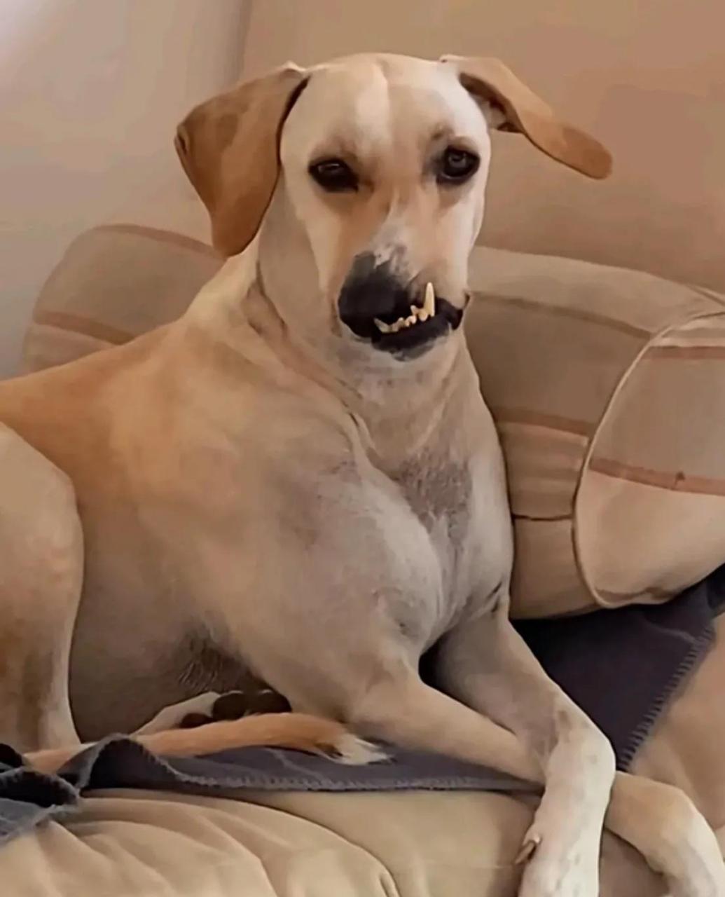 [泪奔] #百家号星火计划# #趣图搞笑