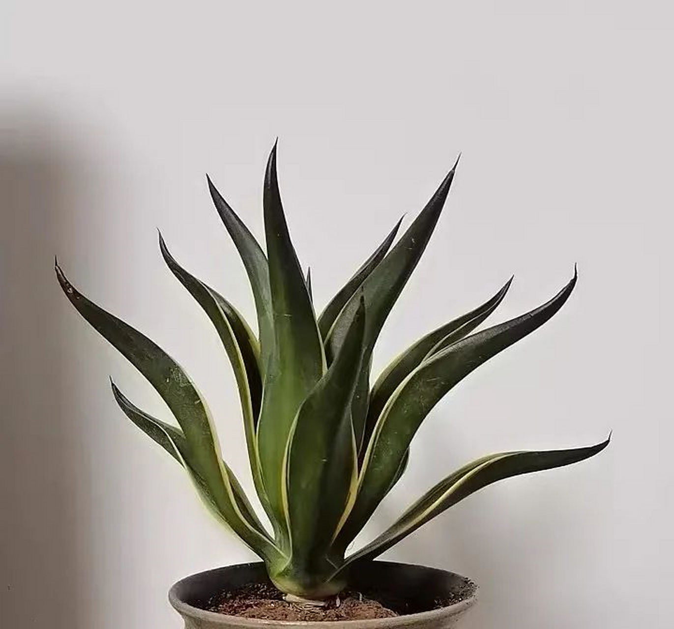 龙舌兰又叫龙舌掌,番麻,是石蒜科龙舌兰属多年生常绿草本植物,也是