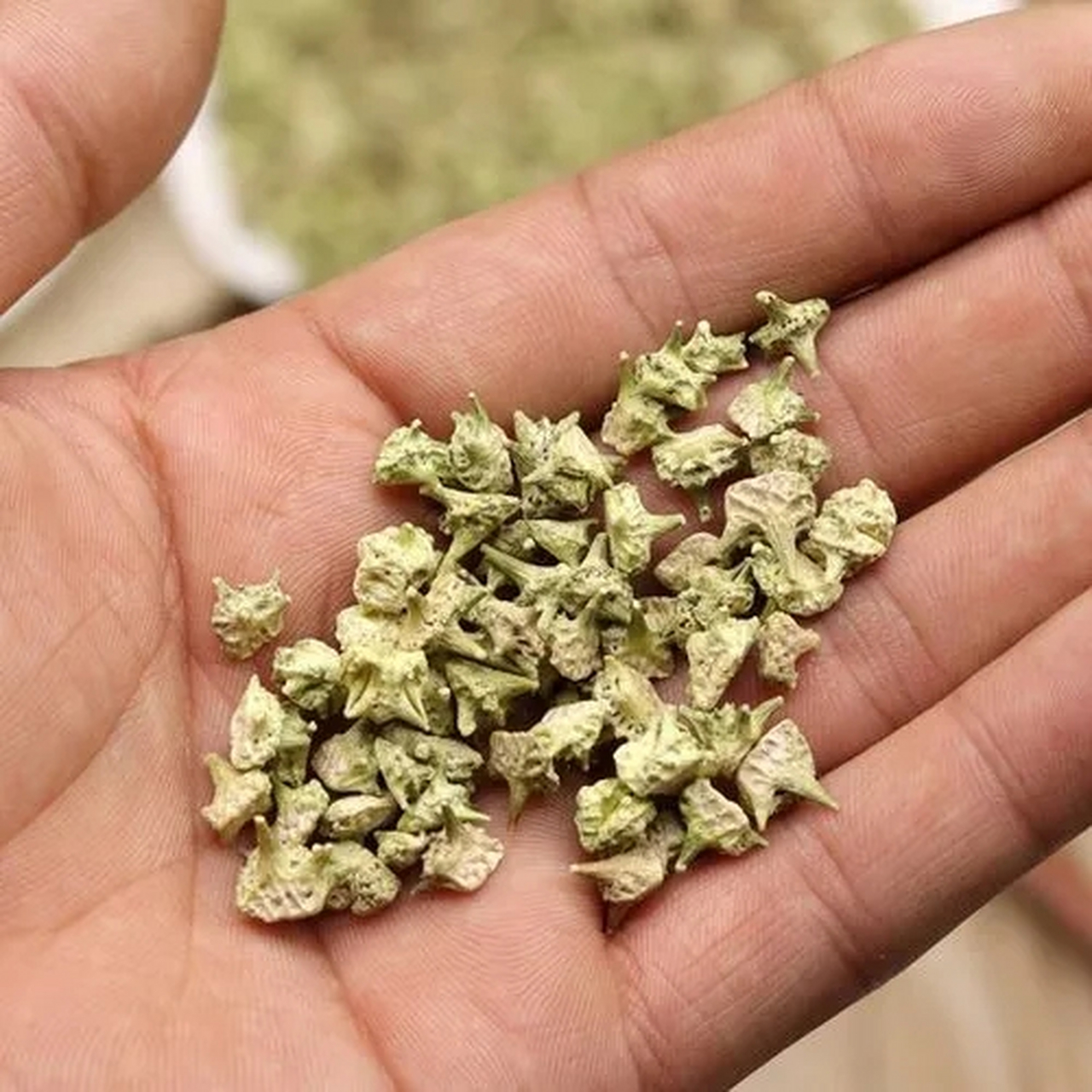 农村随处可见的白蒺藜泡水喝能治白癜风吗,    白蒺藜为蒺藜科植物