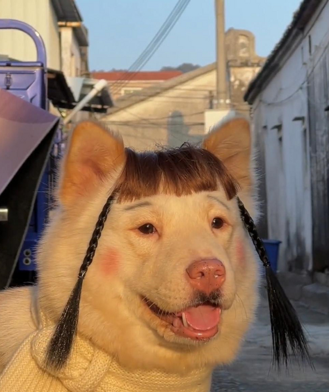 单身久了,看到一只狗都觉得眉清目秀了