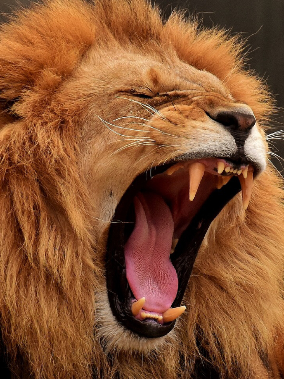 每天陪孩子一起瞧动物 狮子(学名:panthera leo) 是食肉目,猫科,豹属