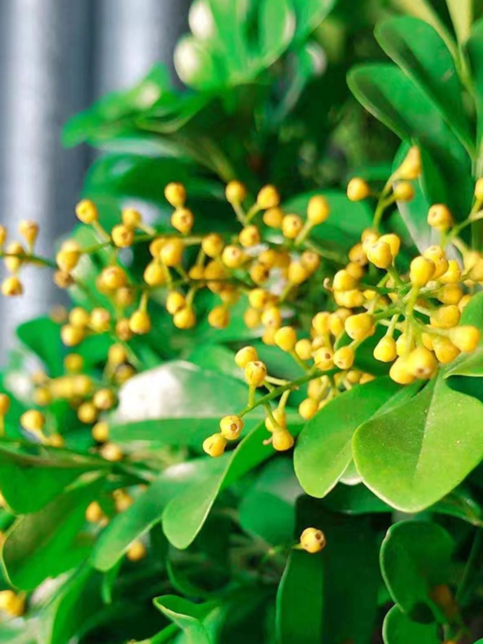 米兰花,米兰花别名"米仔兰""米兰""鱼仔兰"等,是一种属于楝亚科米仔兰