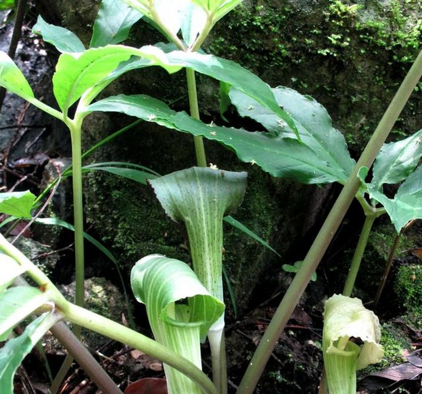 独花兰的花朵直径达6cm,是宁波野生兰科植物中花朵最大的种类