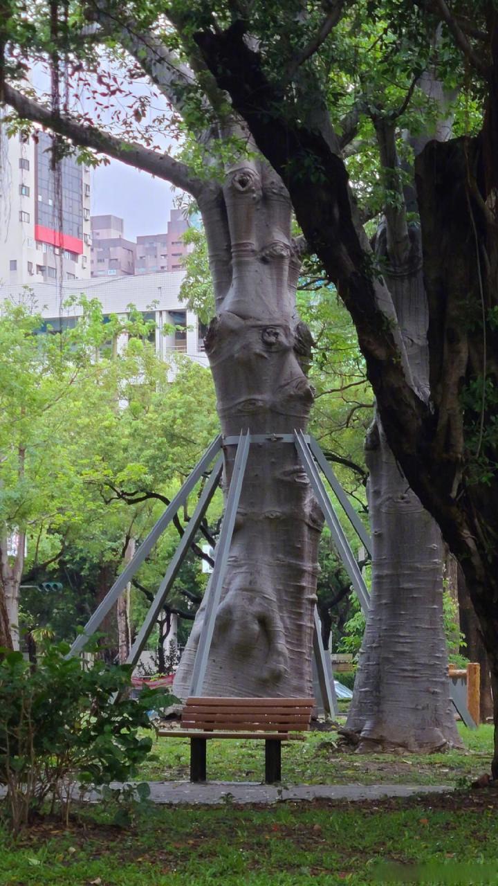 高雄有一个都市传说:吃人树.据说这棵树会吃人