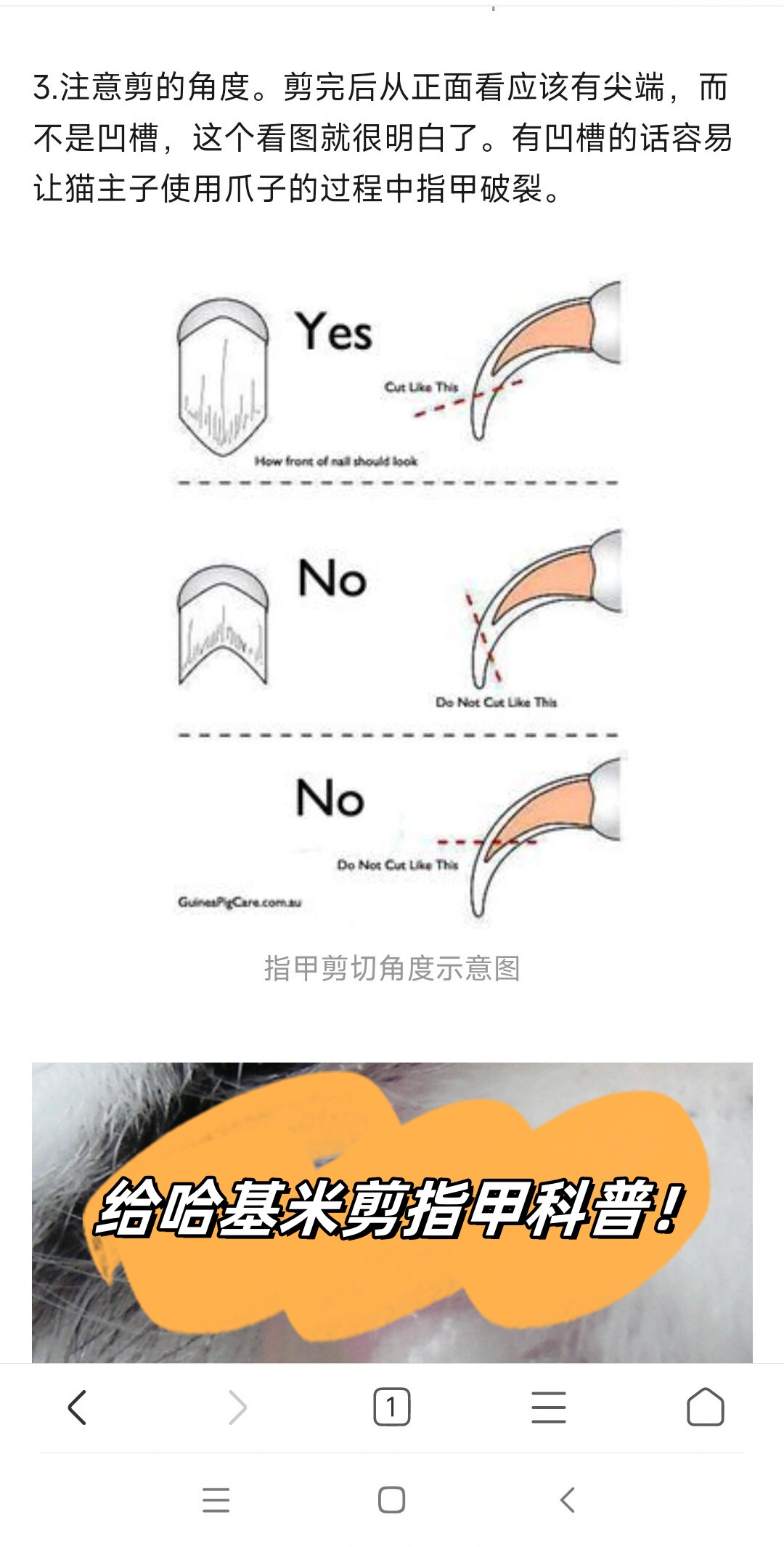 猫爪子正确剪图片图片