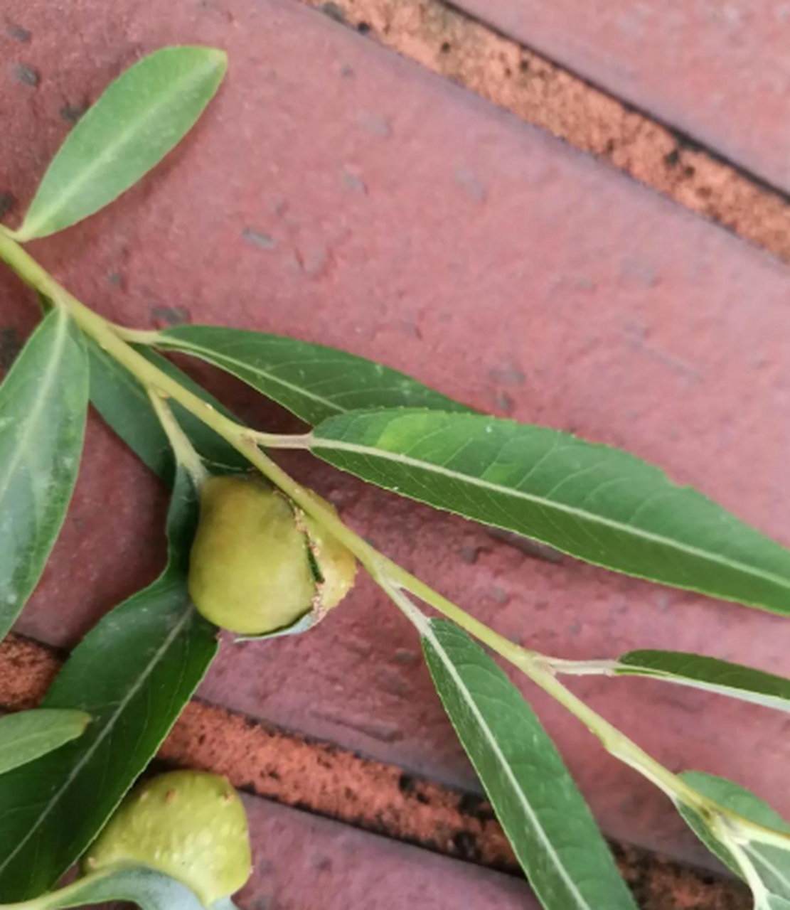 柳树开始结果了吗?